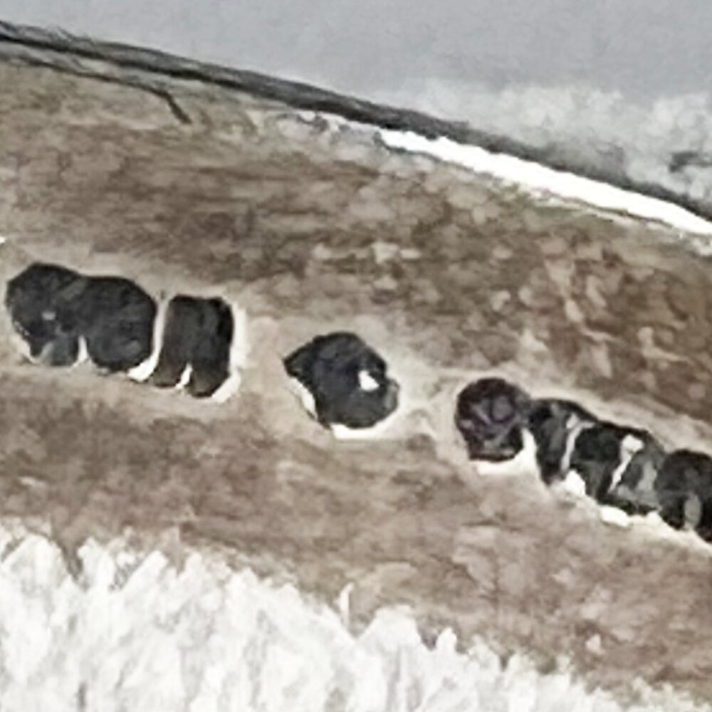 Vintage Kabana Asymmetrical Sterling Cuff 22g Unisex - Picture 8 of 10